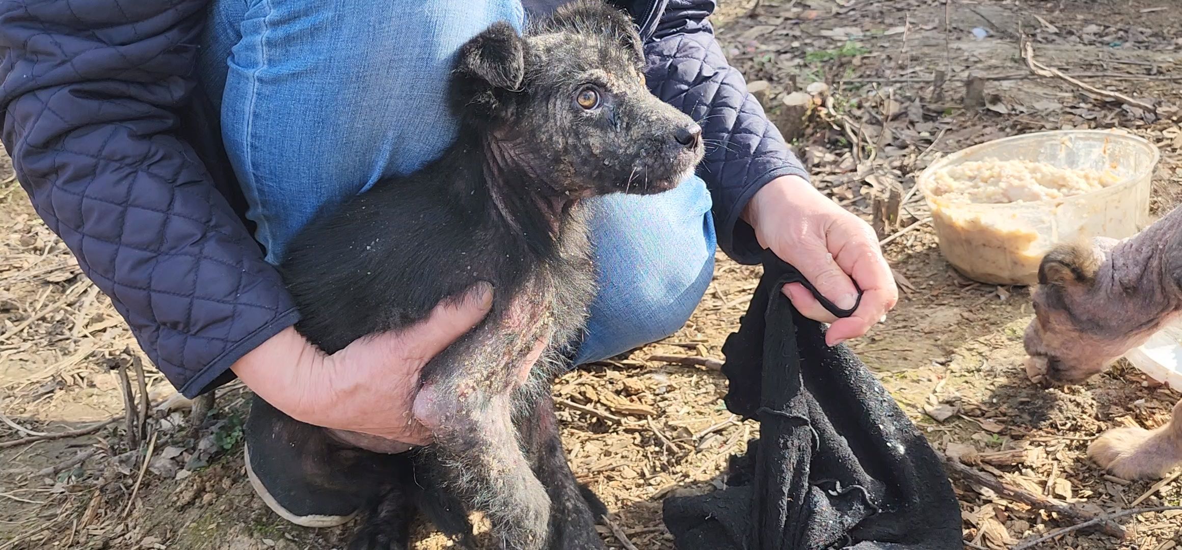 Луховицы, щенок, защита животных, собаки, болезнь,