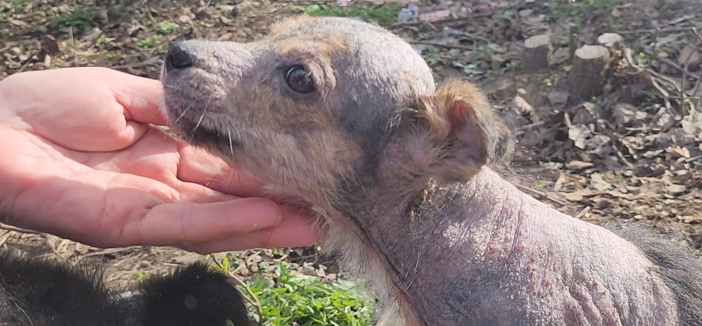 Луховицы, щенок, защита животных, собаки, болезнь,