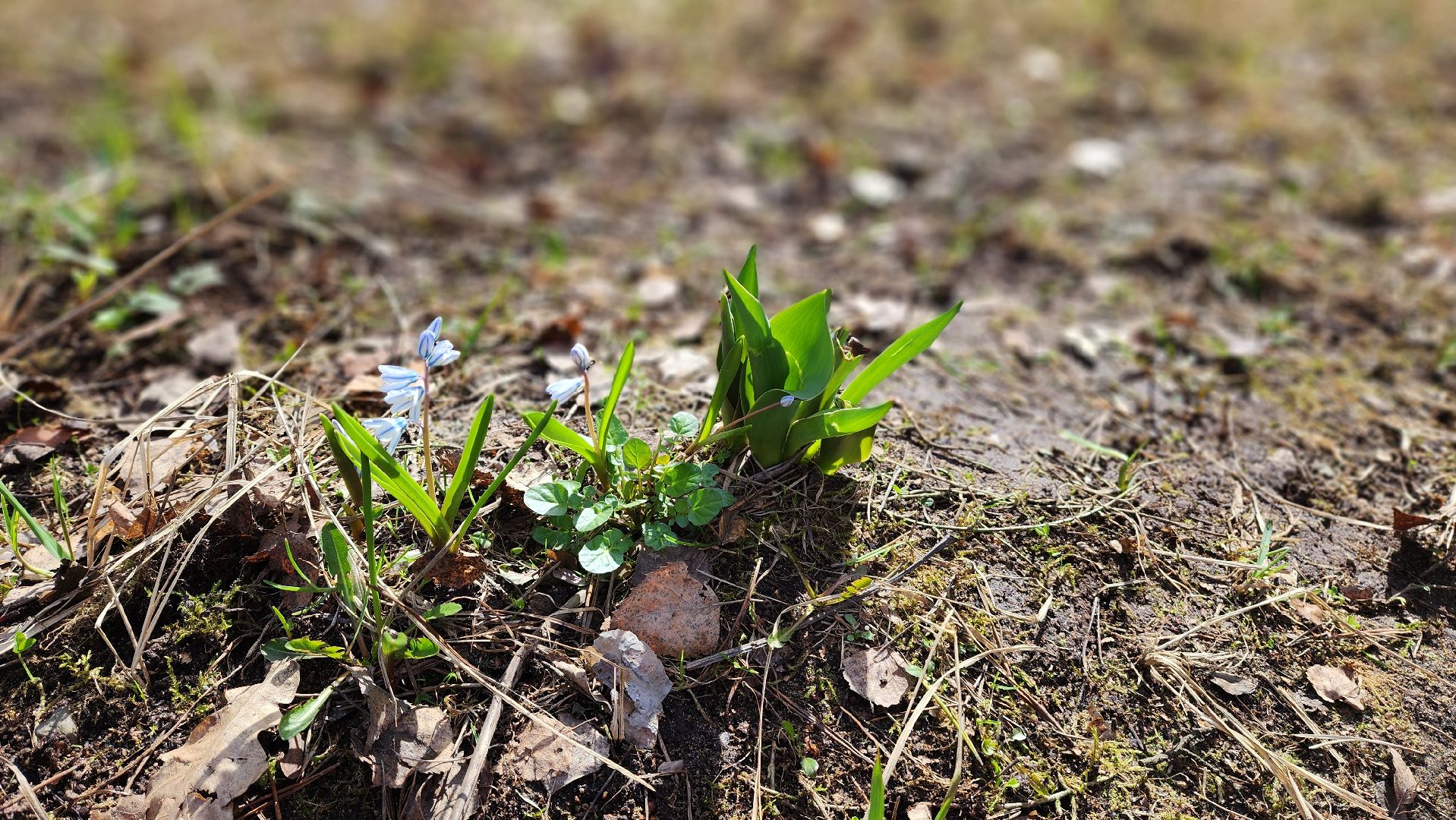 красногорск, субботник, детский городок Сказочный, общество инвалидов, особенные дети,