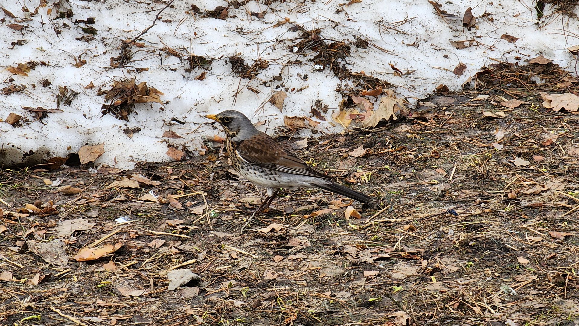красногорск, детский городок сказочный, парки красногорска, эко-день, субботник,