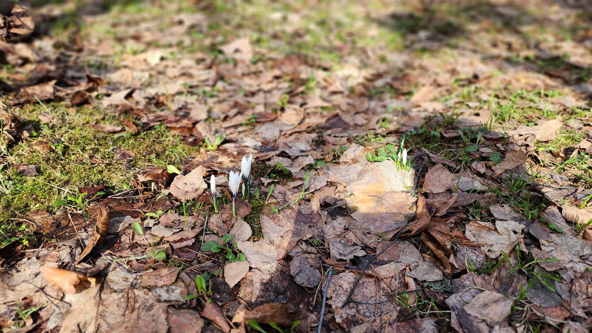 красногорск, детский городок сказочный, парки красногорска, эко-день, субботник,