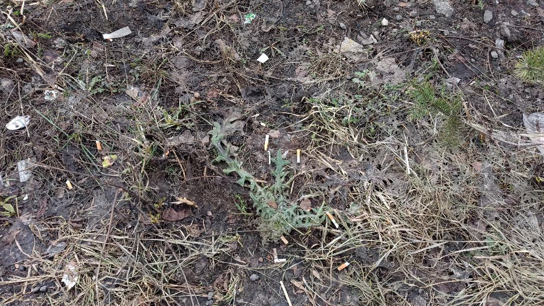 Реутов, ЖКХ, чистота, уборка, порядок, управляющие компании, месячник, благоустройство