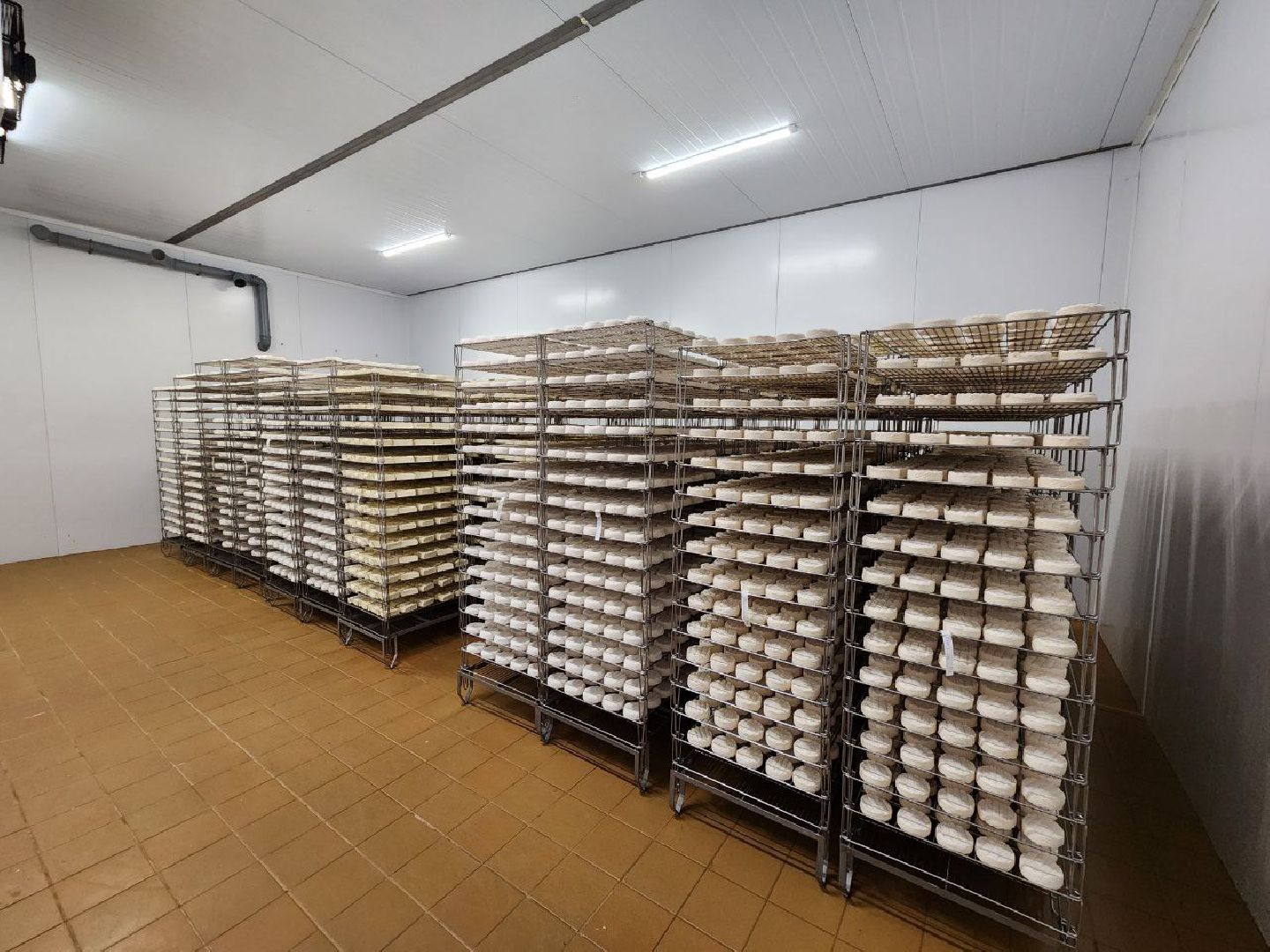 чехов, экономика, сыроварня, импортозамещение, производство,