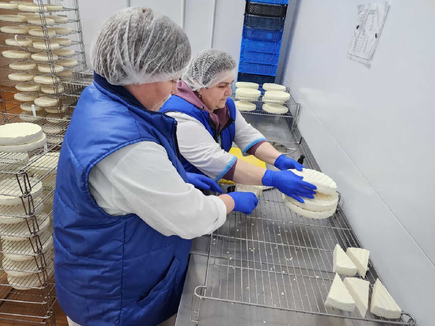 чехов, экономика, сыроварня, импортозамещение, производство,