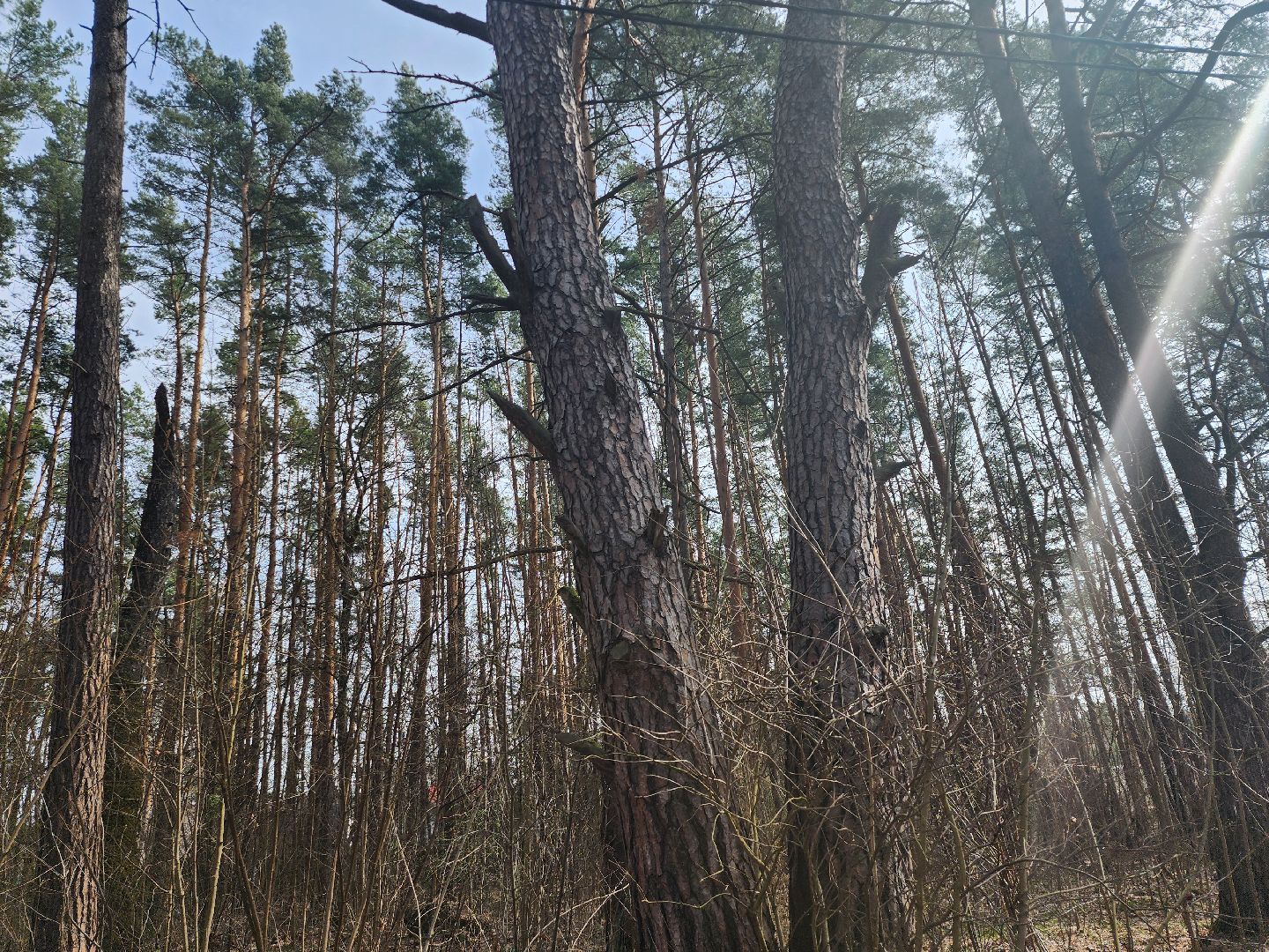 серпухов, подмосковье, русский лес, противопожарная безопасность,