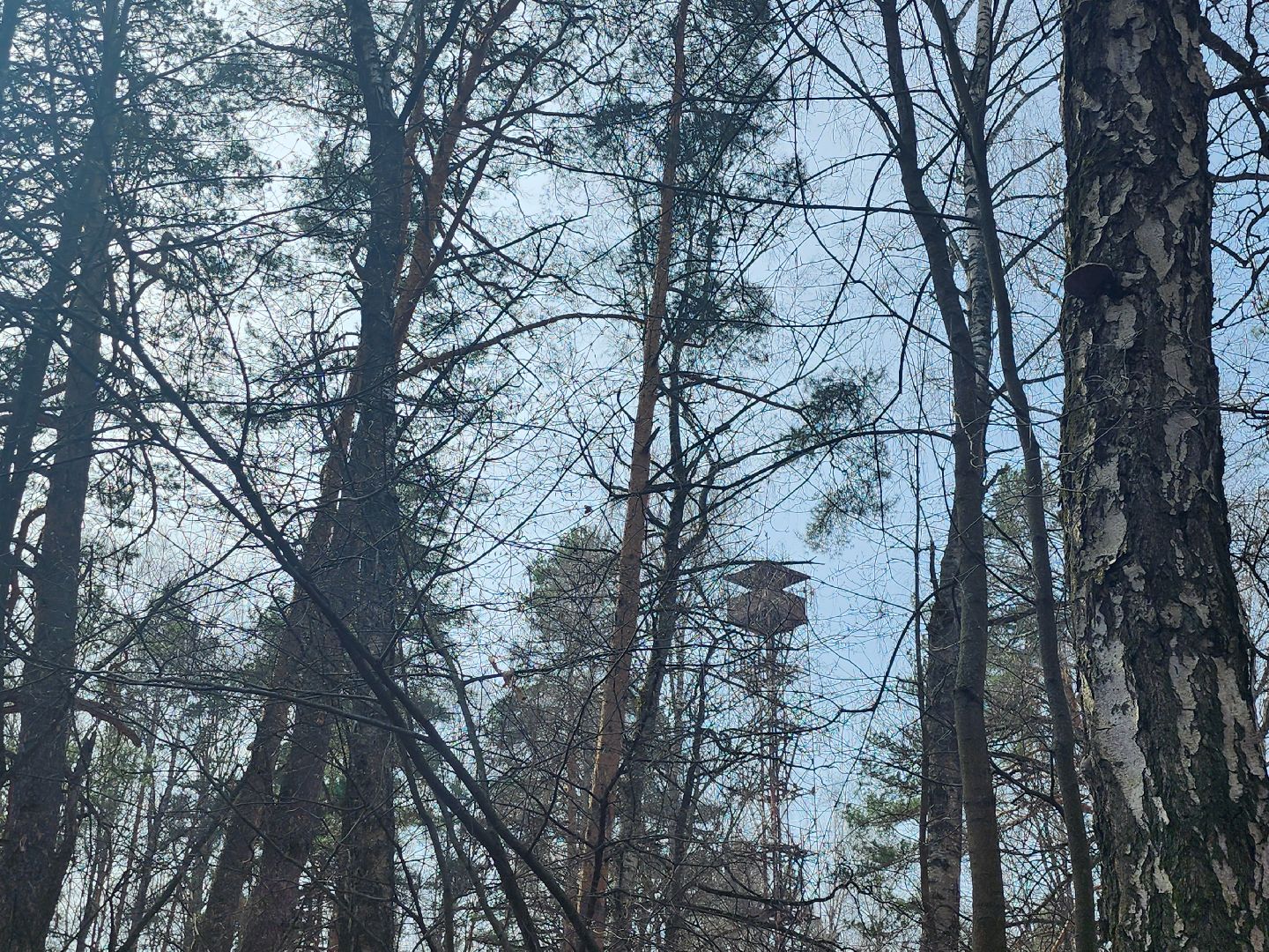 серпухов, подмосковье, русский лес, противопожарная безопасность,