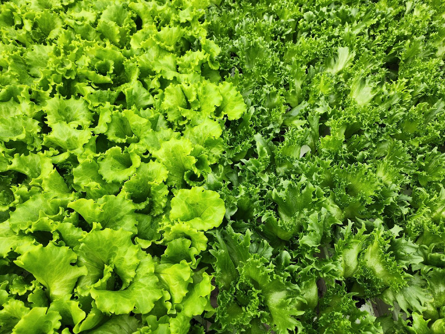 воскресенск, тепличный комплекс, салат, работа, труд, нацпроекты,