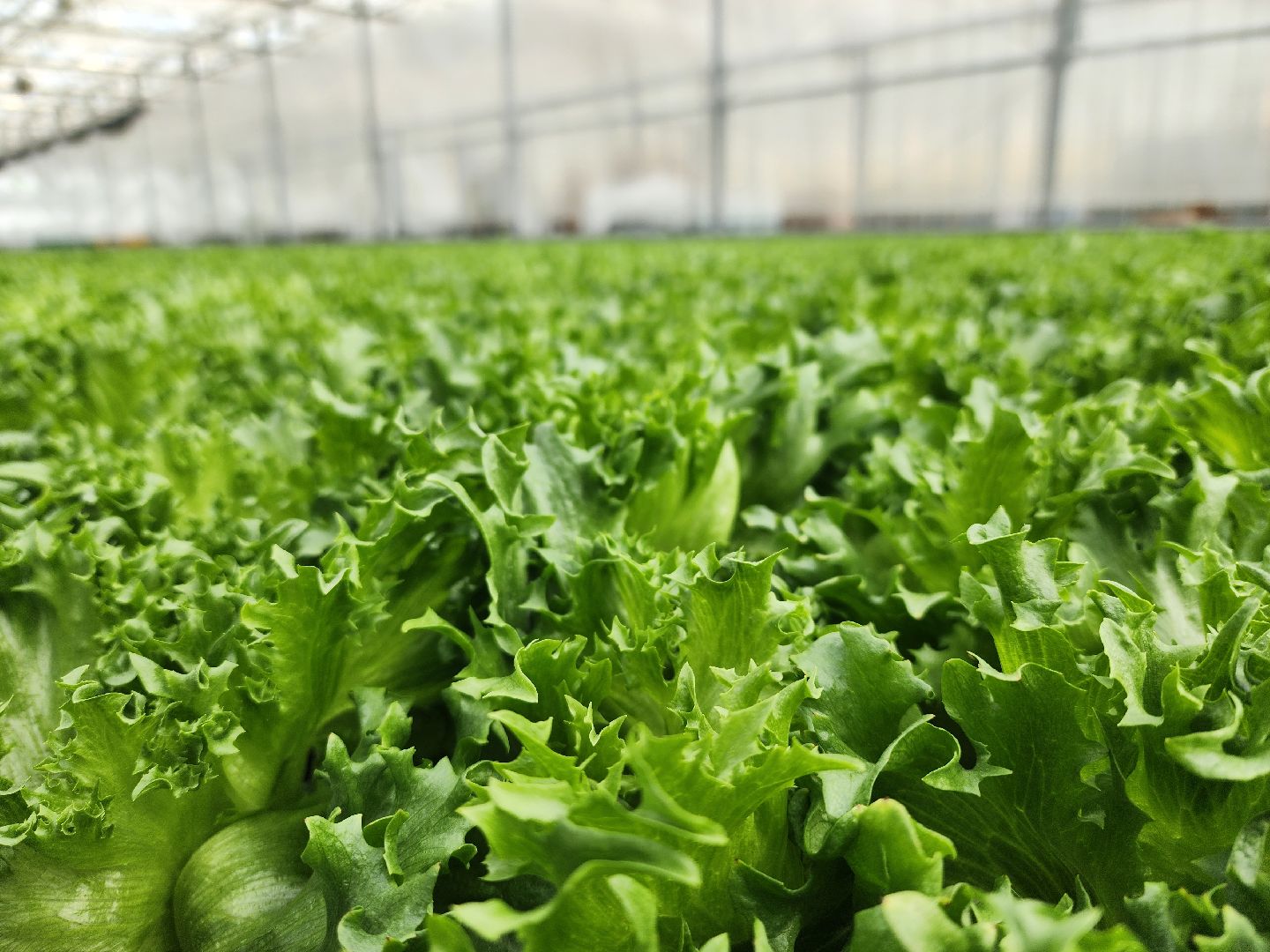 воскресенск, тепличный комплекс, салат, работа, труд, нацпроекты,