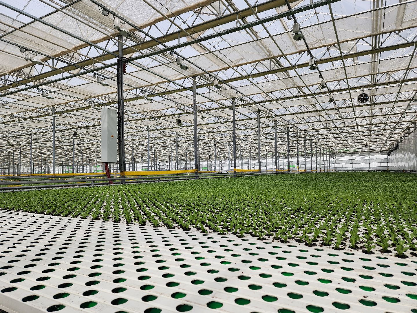 воскресенск, тепличный комплекс, салат, работа, труд, нацпроекты,