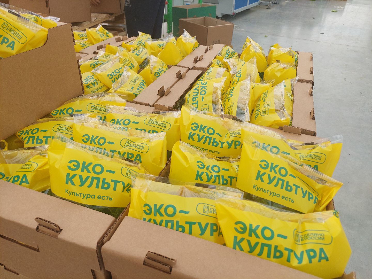 воскресенск, тепличный комплекс, салат, работа, труд, нацпроекты,