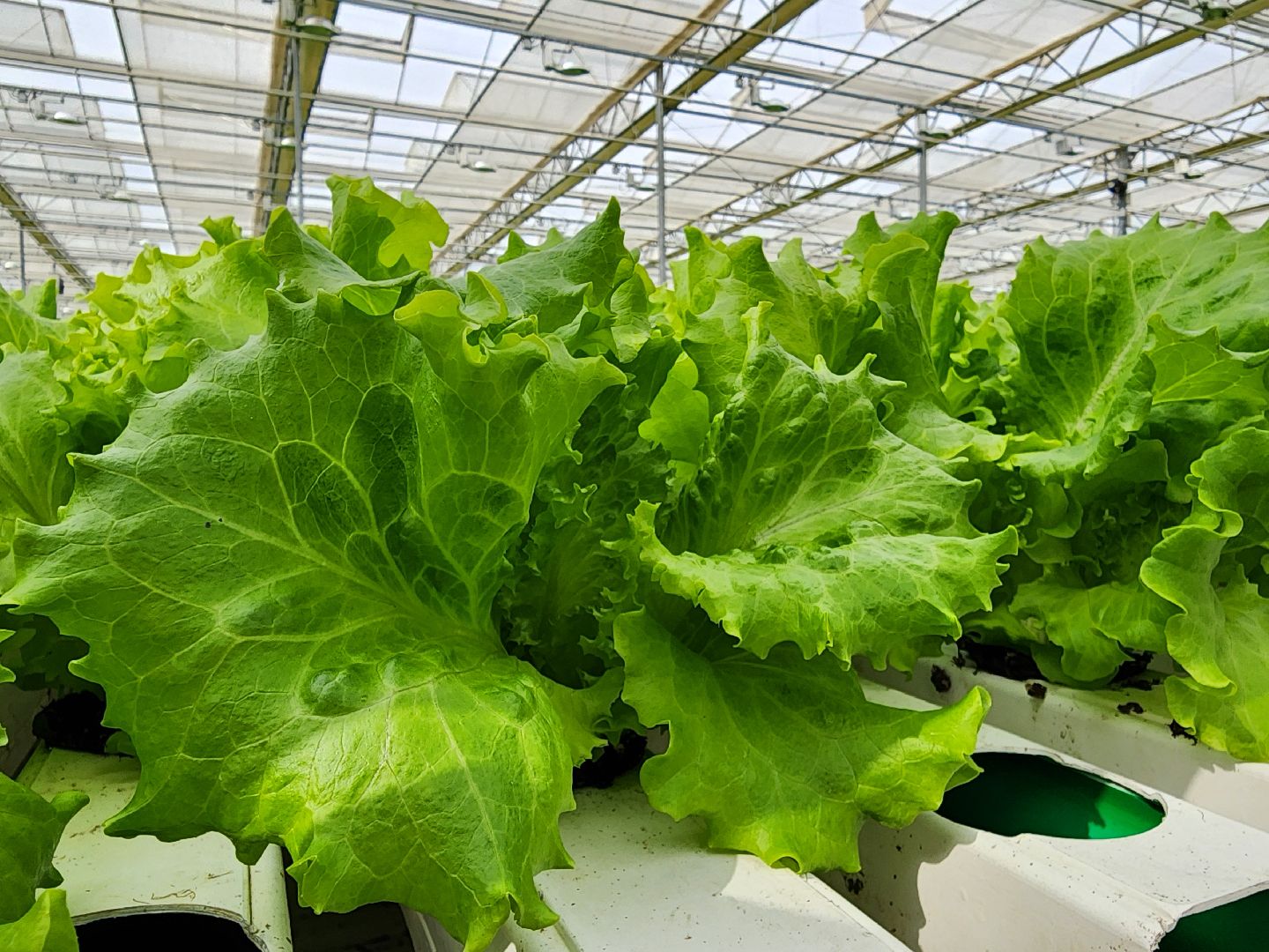 воскресенск, тепличный комплекс, салат, работа, труд, нацпроекты,