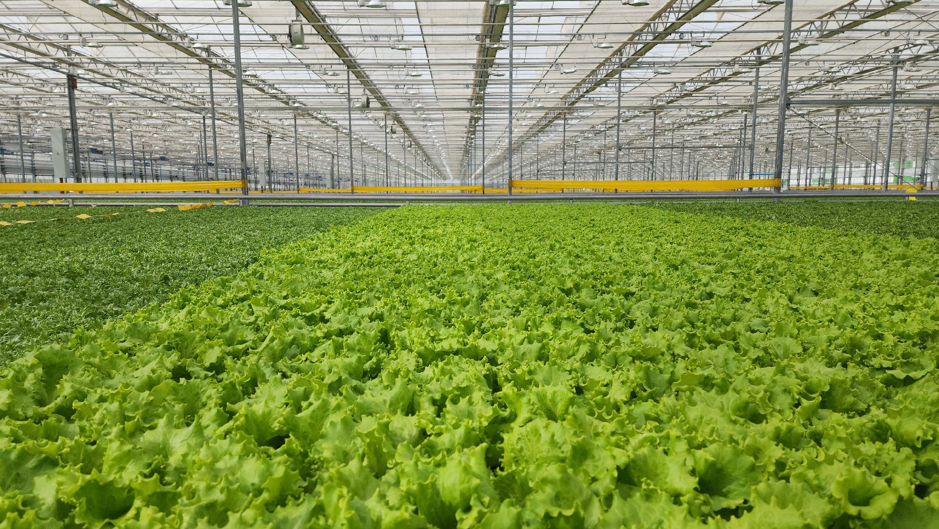 воскресенск, тепличный комплекс, салат, работа, труд, нацпроекты,