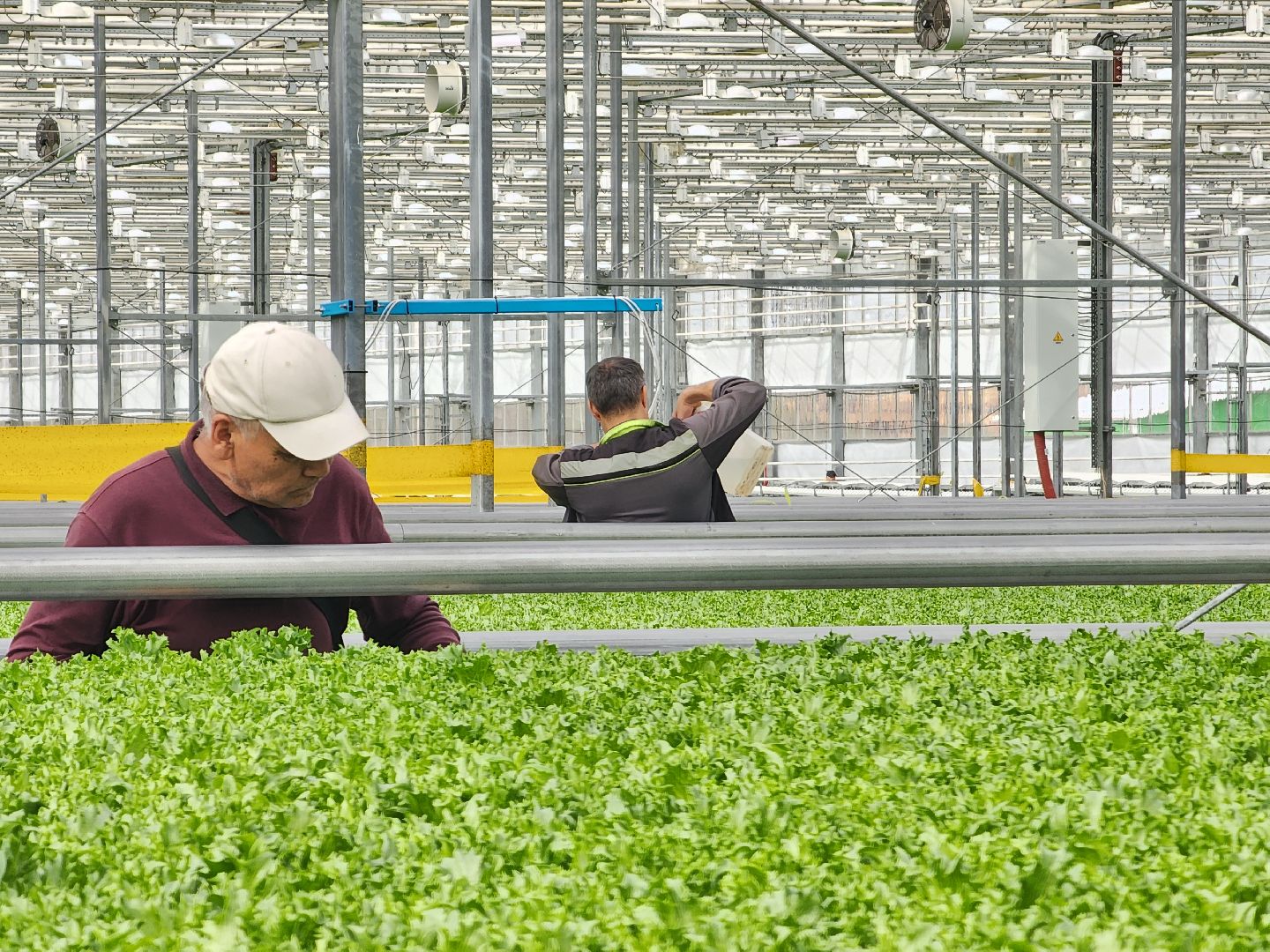 воскресенск, тепличный комплекс, салат, работа, труд, нацпроекты,