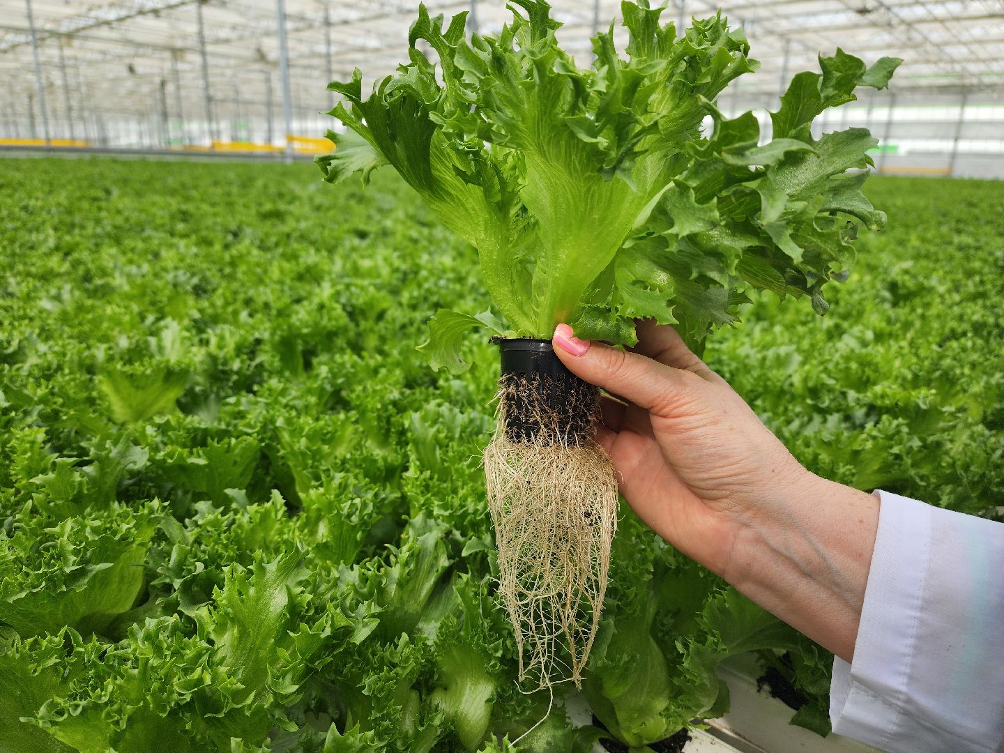 воскресенск, тепличный комплекс, салат, работа, труд, нацпроекты,