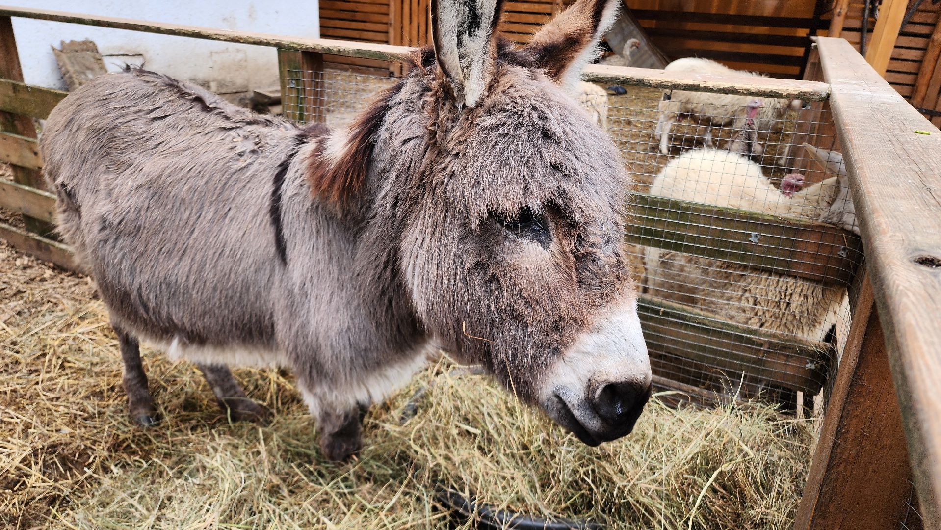 Точки притяжения, Культурный код, Министерство культуры, Подмосковье, туризм, туризм в подмосковье, Домодедово, Эко ферма, Гав гав парк, Парк Елочки, Культура,