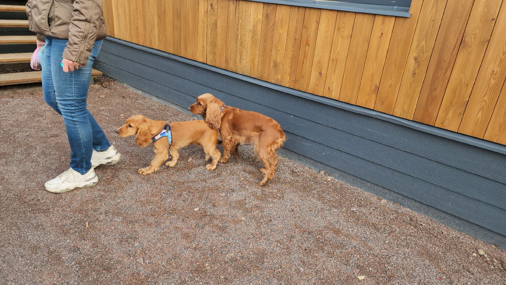 собаки, Чистота, лобня,