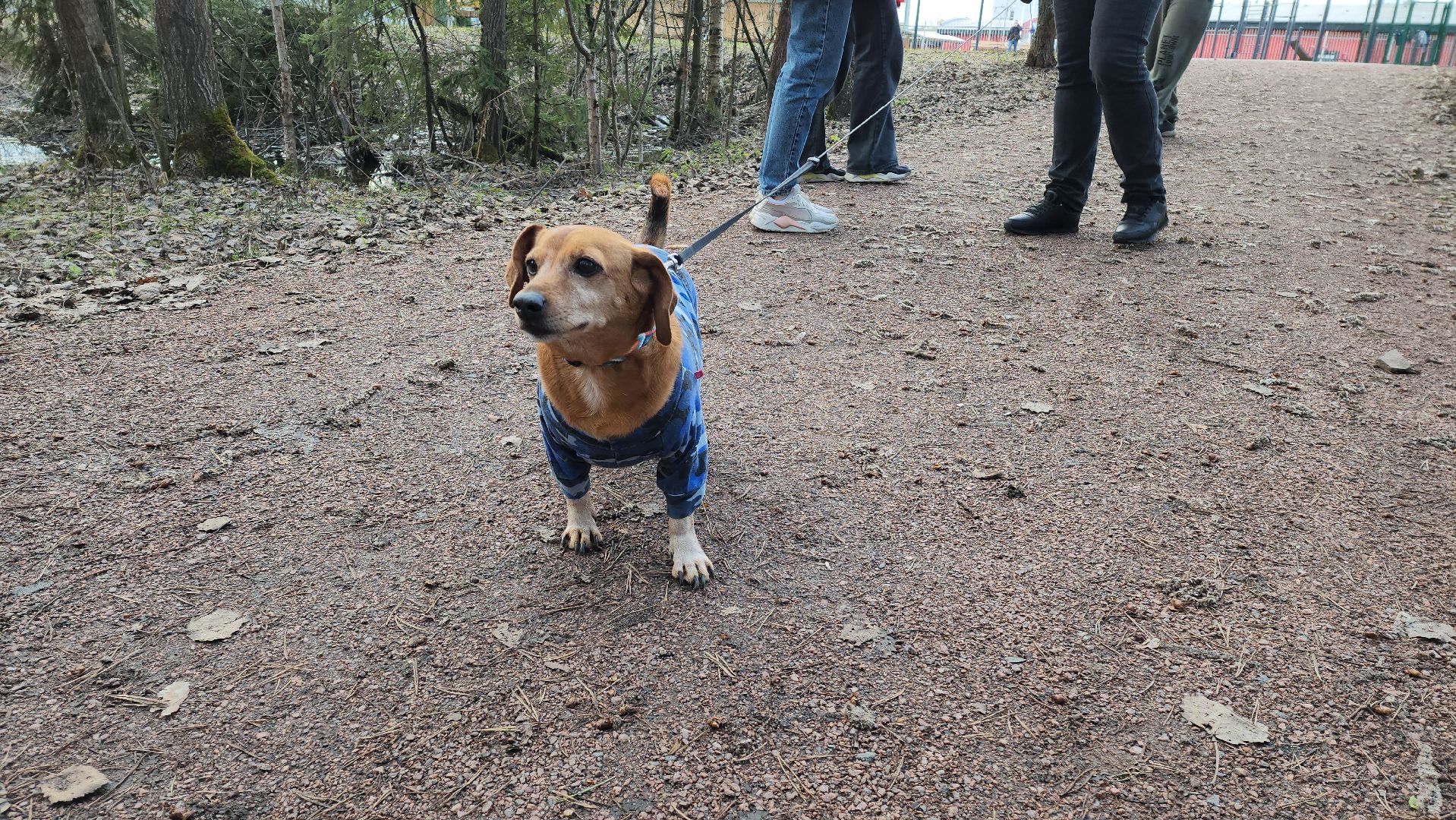собаки, Чистота, лобня,