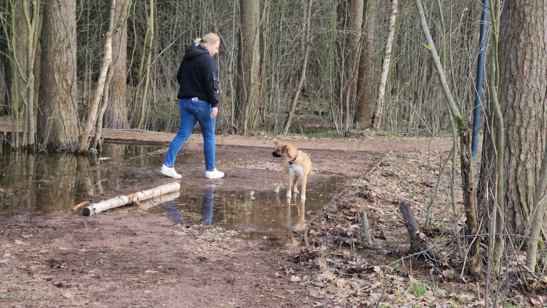 собаки, Чистота, лобня,