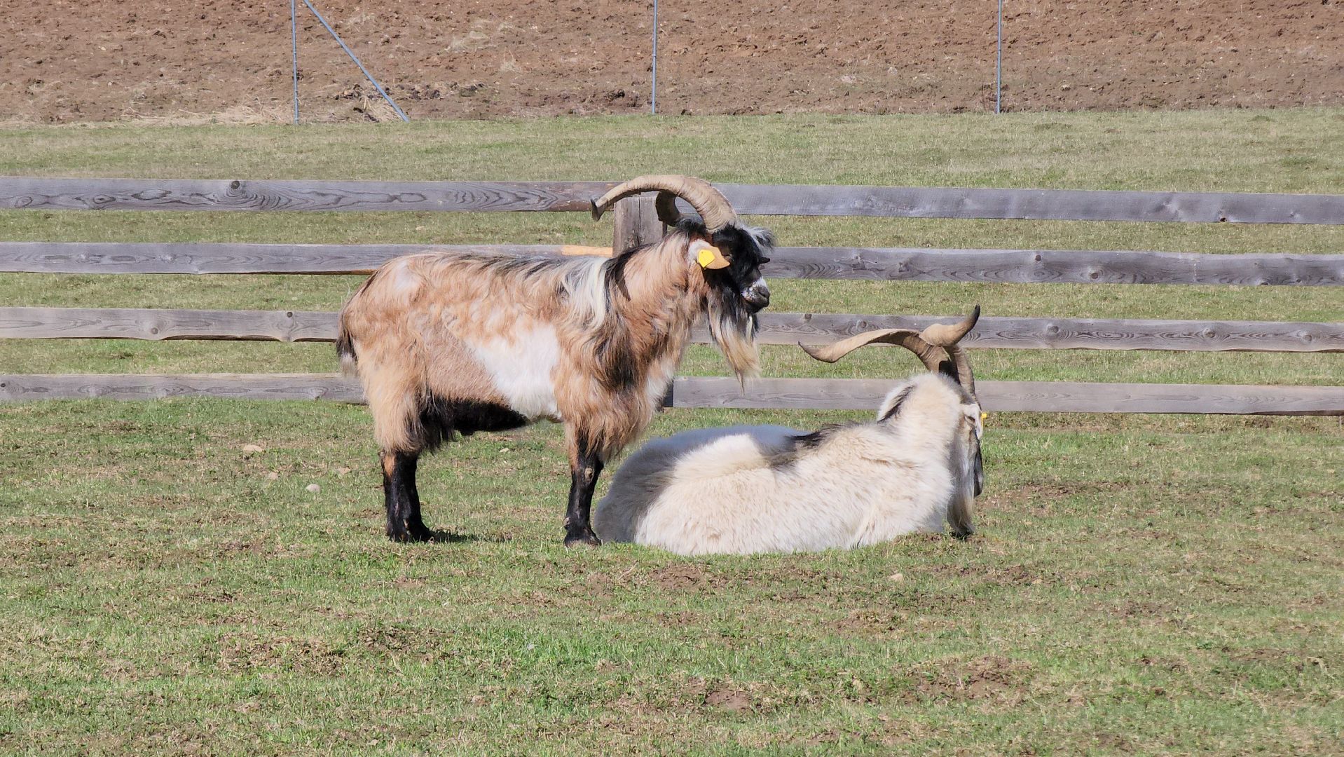 рузская аляска, пони, лошади, руза, рузский городской округ, московская область, подмосковье,