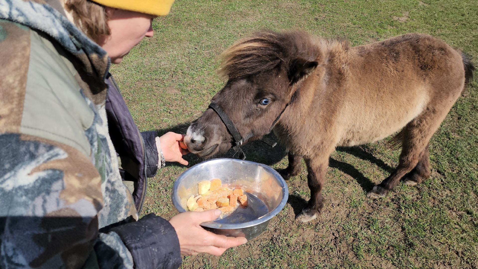 рузская аляска, пони, лошади, руза, рузский городской округ, московская область, подмосковье,