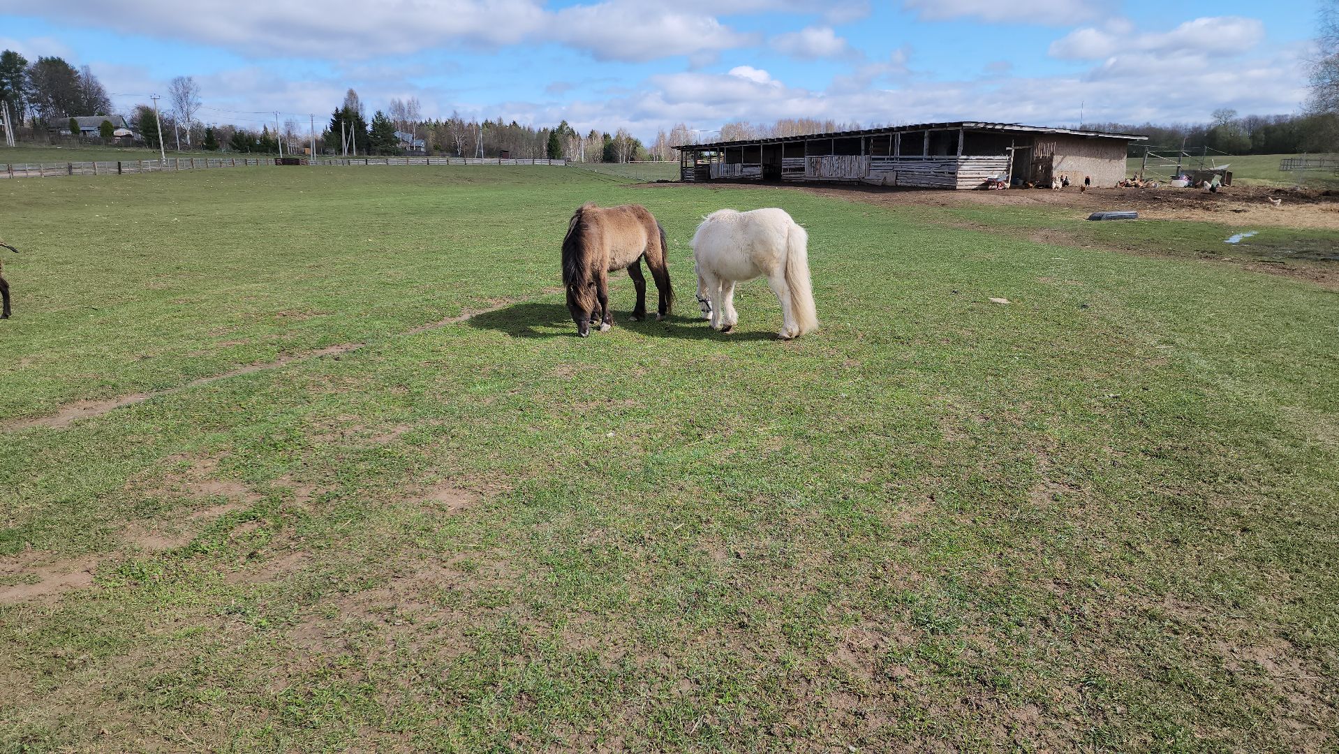 рузская аляска, пони, лошади, руза, рузский городской округ, московская область, подмосковье,