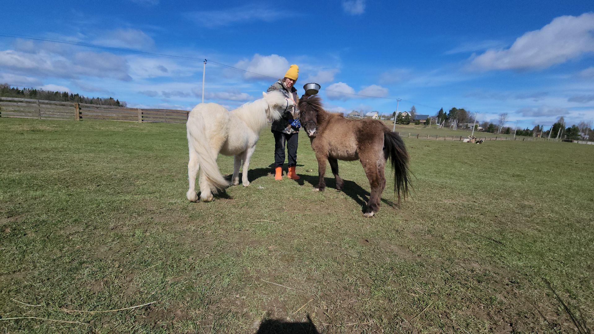 рузская аляска, пони, лошади, руза, рузский городской округ, московская область, подмосковье,