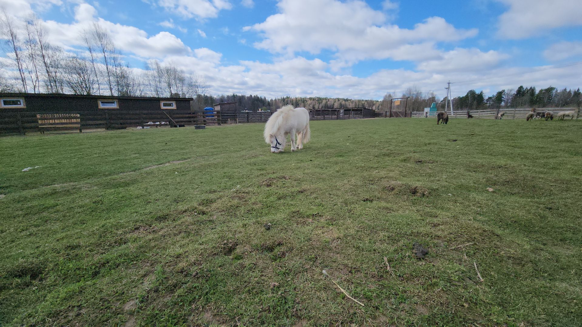 рузская аляска, пони, лошади, руза, рузский городской округ, московская область, подмосковье,