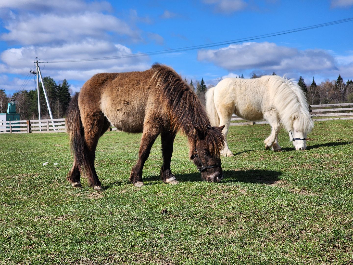 рузская аляска, пони, лошади, руза, рузский городской округ, московская область, подмосковье,