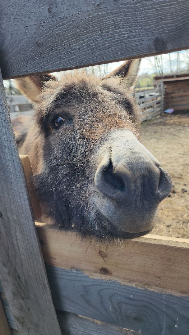 рузская аляска, пони, лошади, руза, рузский городской округ, московская область, подмосковье,