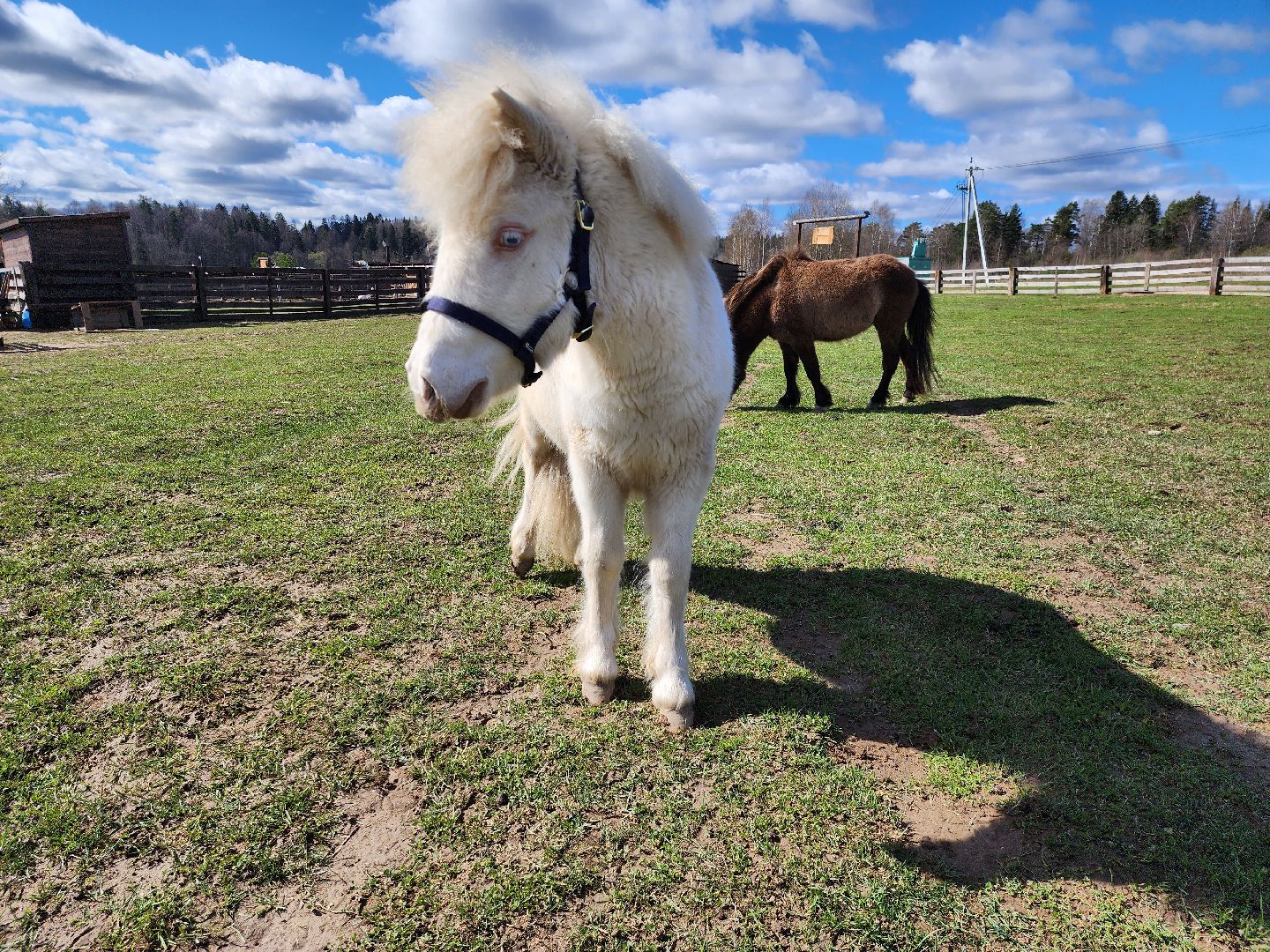 рузская аляска, пони, лошади, руза, рузский городской округ, московская область, подмосковье,