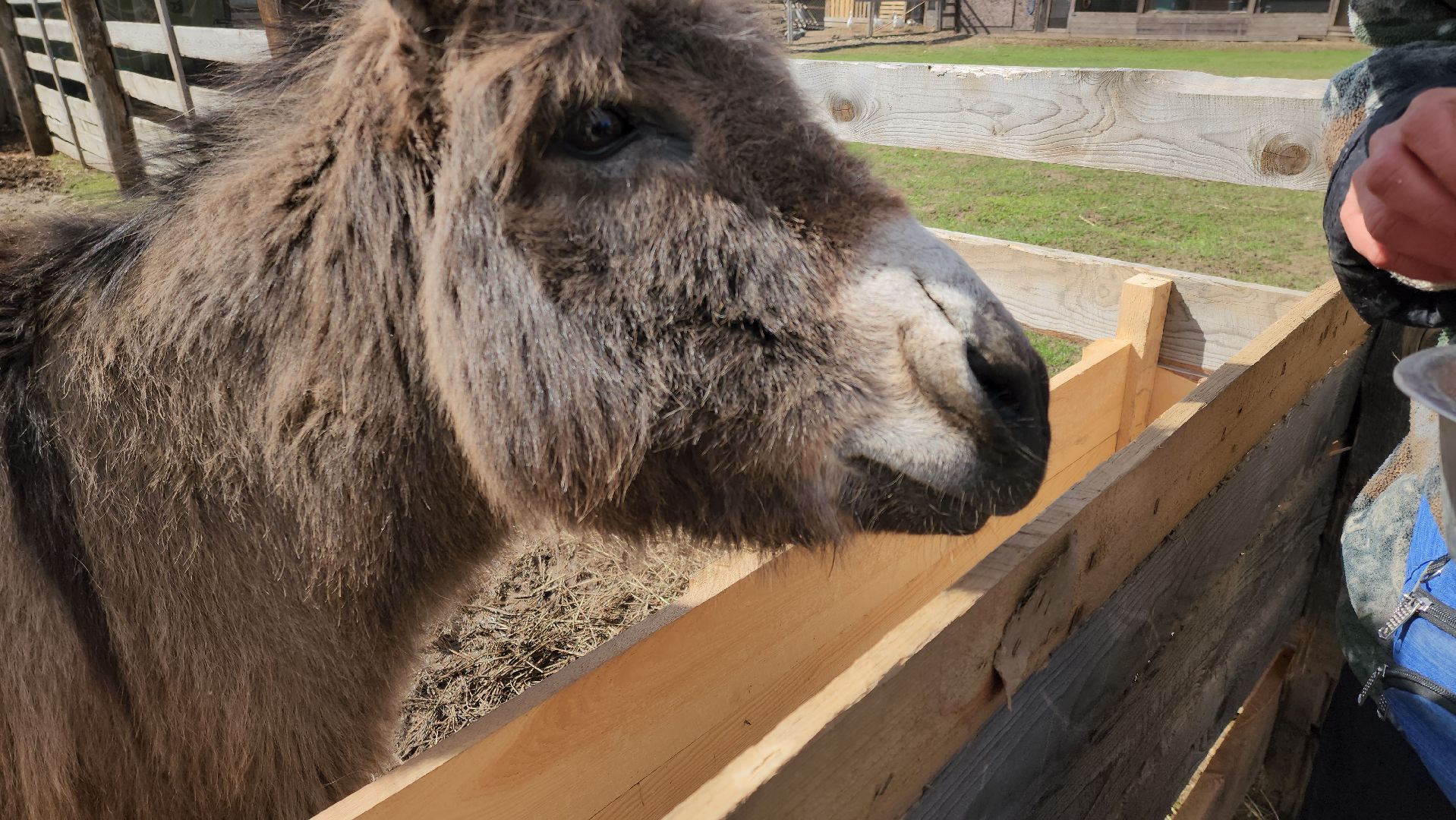 рузская аляска, пони, лошади, руза, рузский городской округ, московская область, подмосковье,