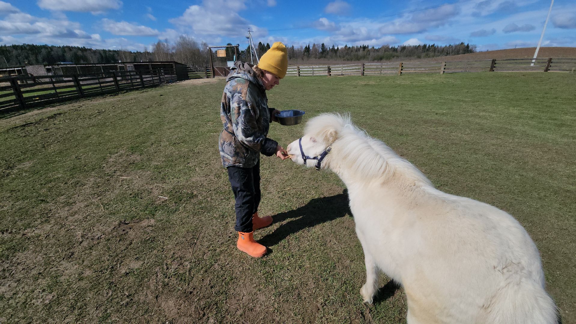 рузская аляска, пони, лошади, руза, рузский городской округ, московская область, подмосковье,