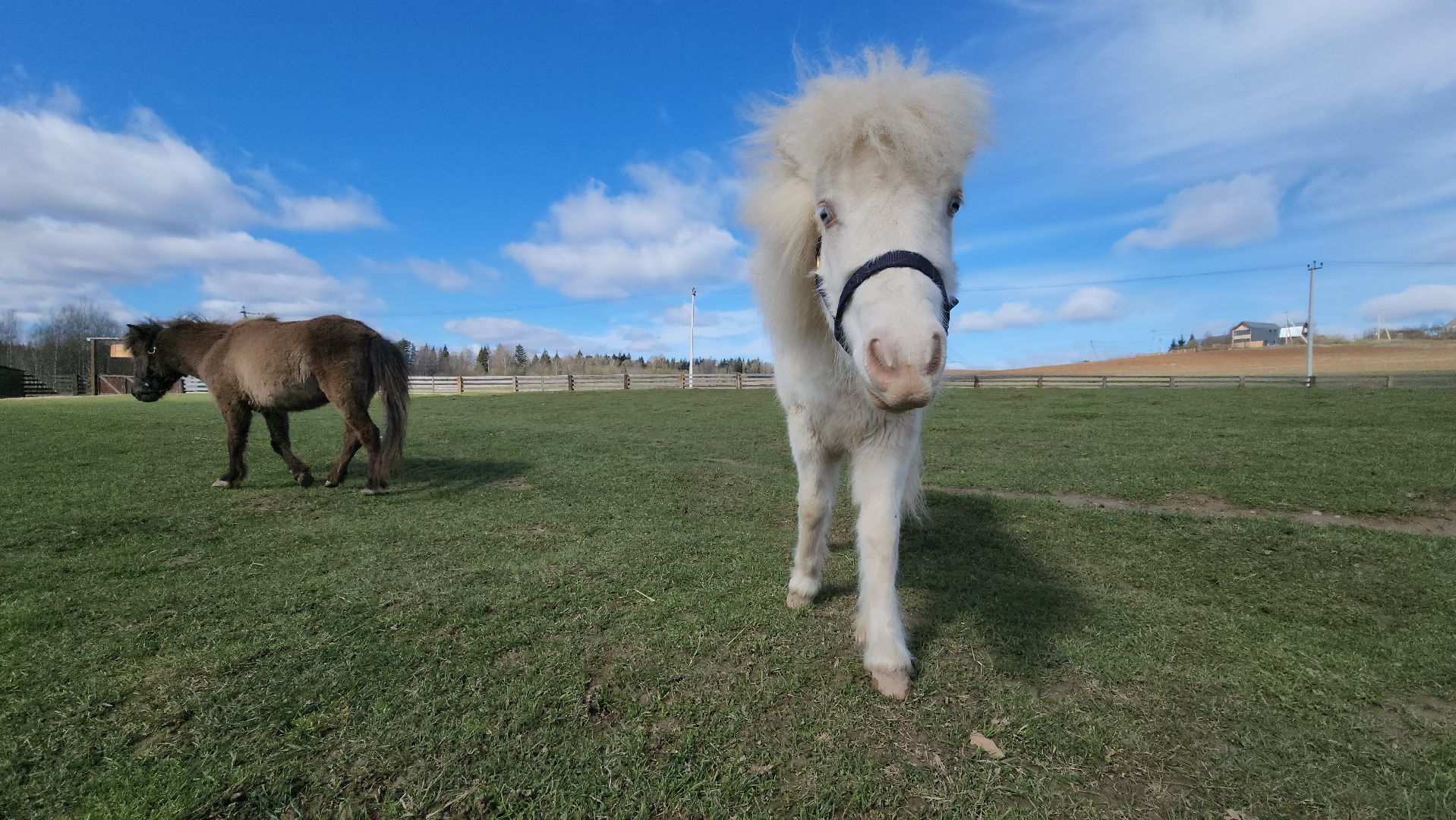 рузская аляска, пони, лошади, руза, рузский городской округ, московская область, подмосковье,