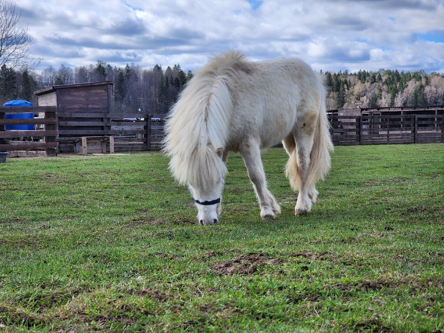 рузская аляска, пони, лошади, руза, рузский городской округ, московская область, подмосковье,