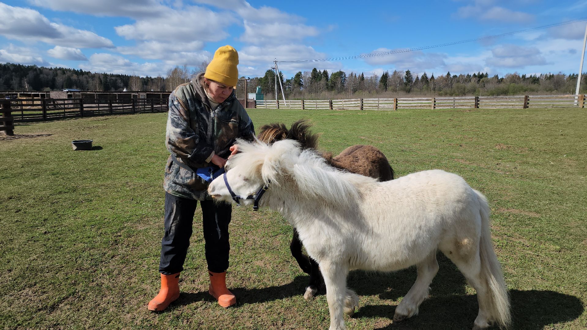 рузская аляска, пони, лошади, руза, рузский городской округ, московская область, подмосковье,
