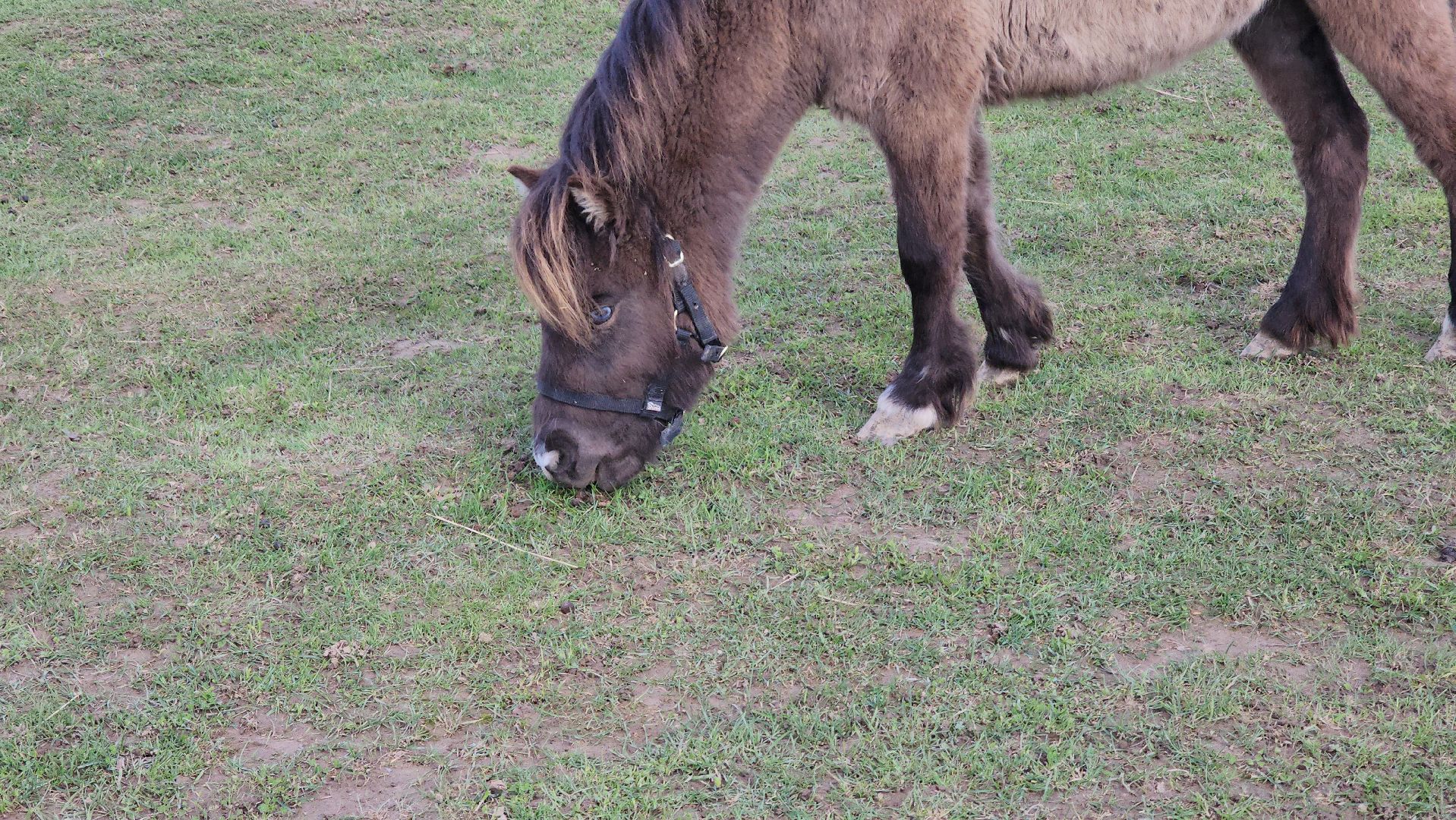 рузская аляска, пони, лошади, руза, рузский городской округ, московская область, подмосковье,