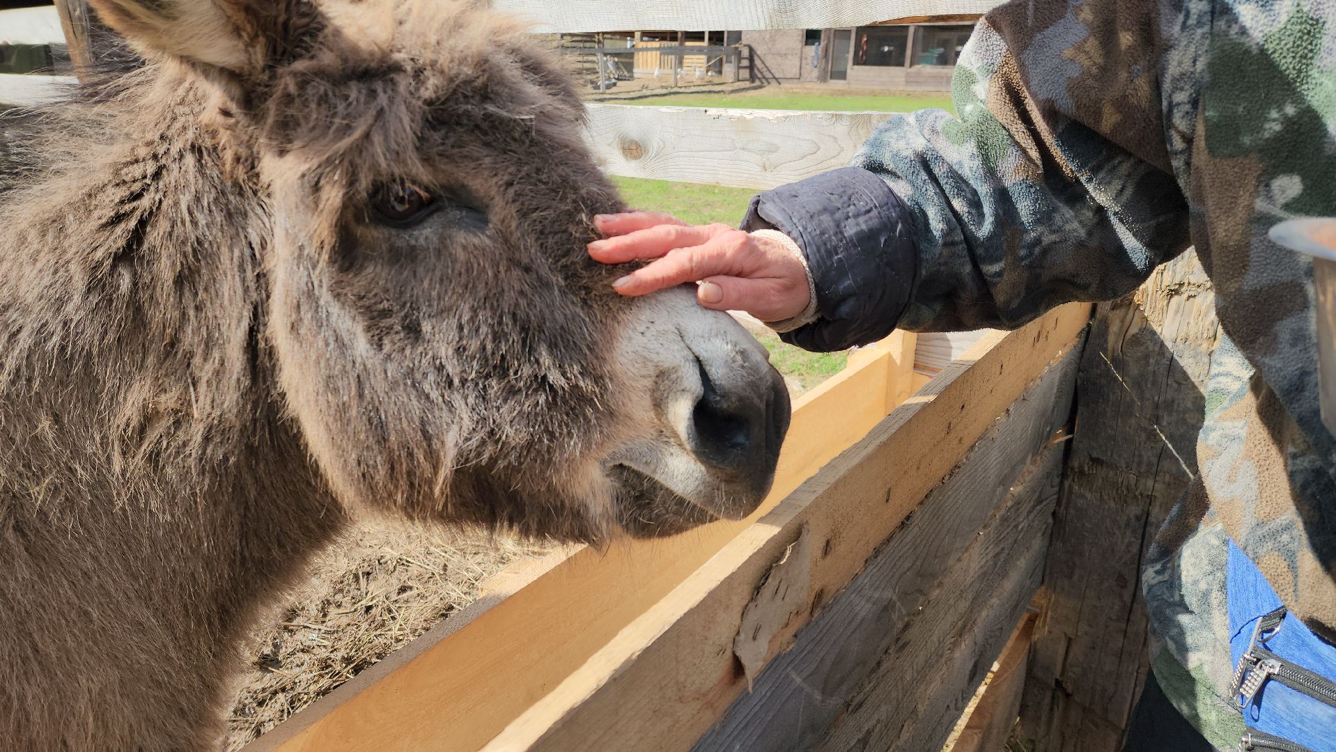 рузская аляска, пони, лошади, руза, рузский городской округ, московская область, подмосковье,