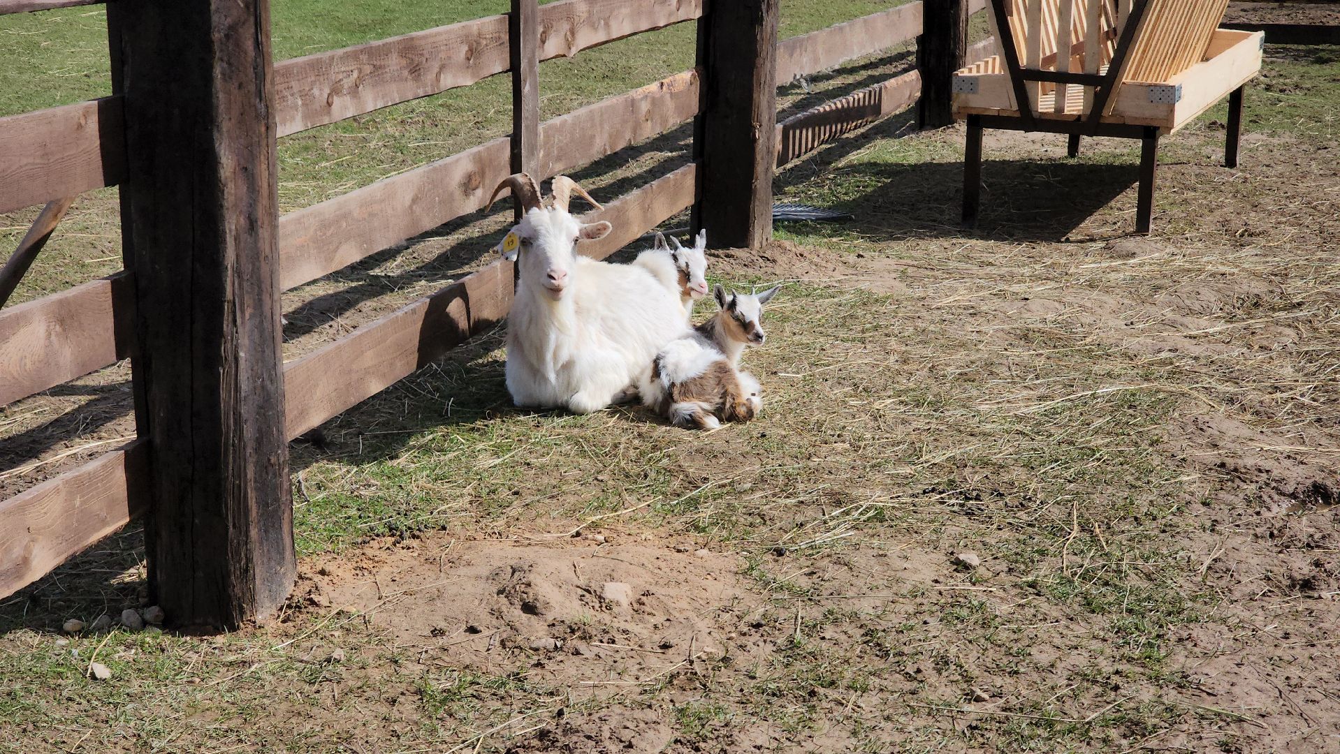 рузская аляска, пони, лошади, руза, рузский городской округ, московская область, подмосковье,