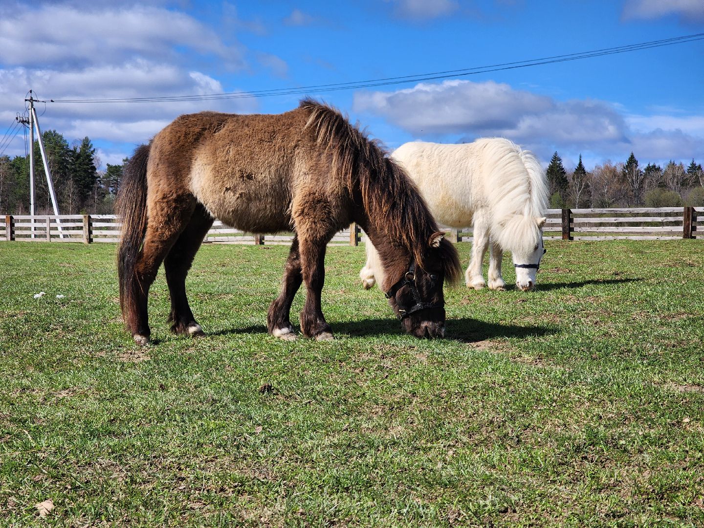 рузская аляска, пони, лошади, руза, рузский городской округ, московская область, подмосковье,