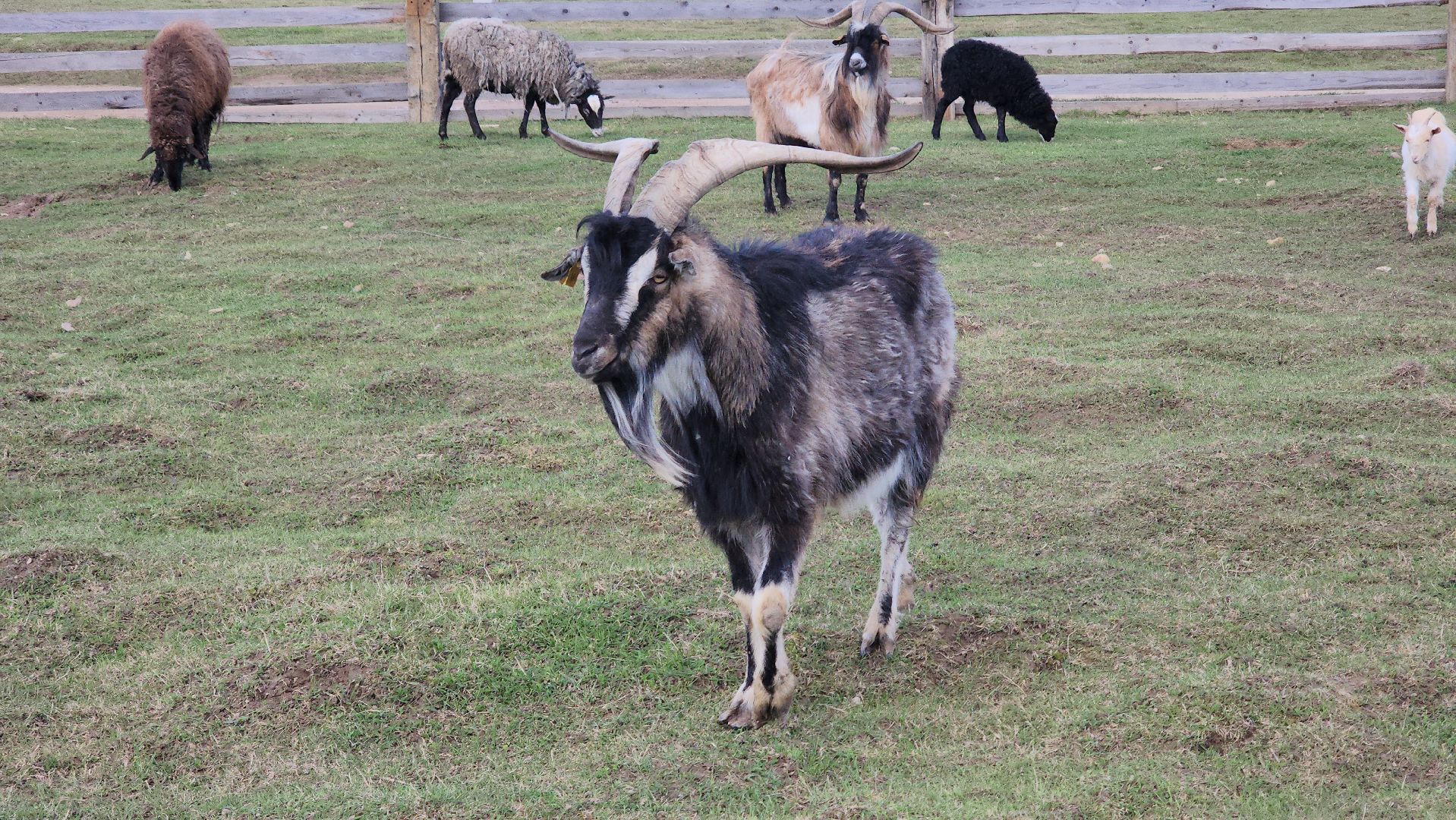 рузская аляска, пони, лошади, руза, рузский городской округ, московская область, подмосковье,