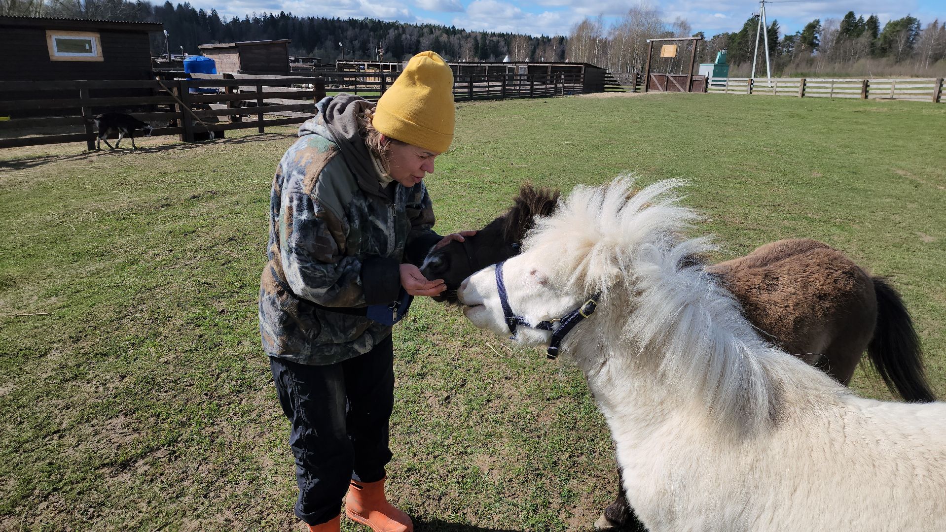 рузская аляска, пони, лошади, руза, рузский городской округ, московская область, подмосковье,