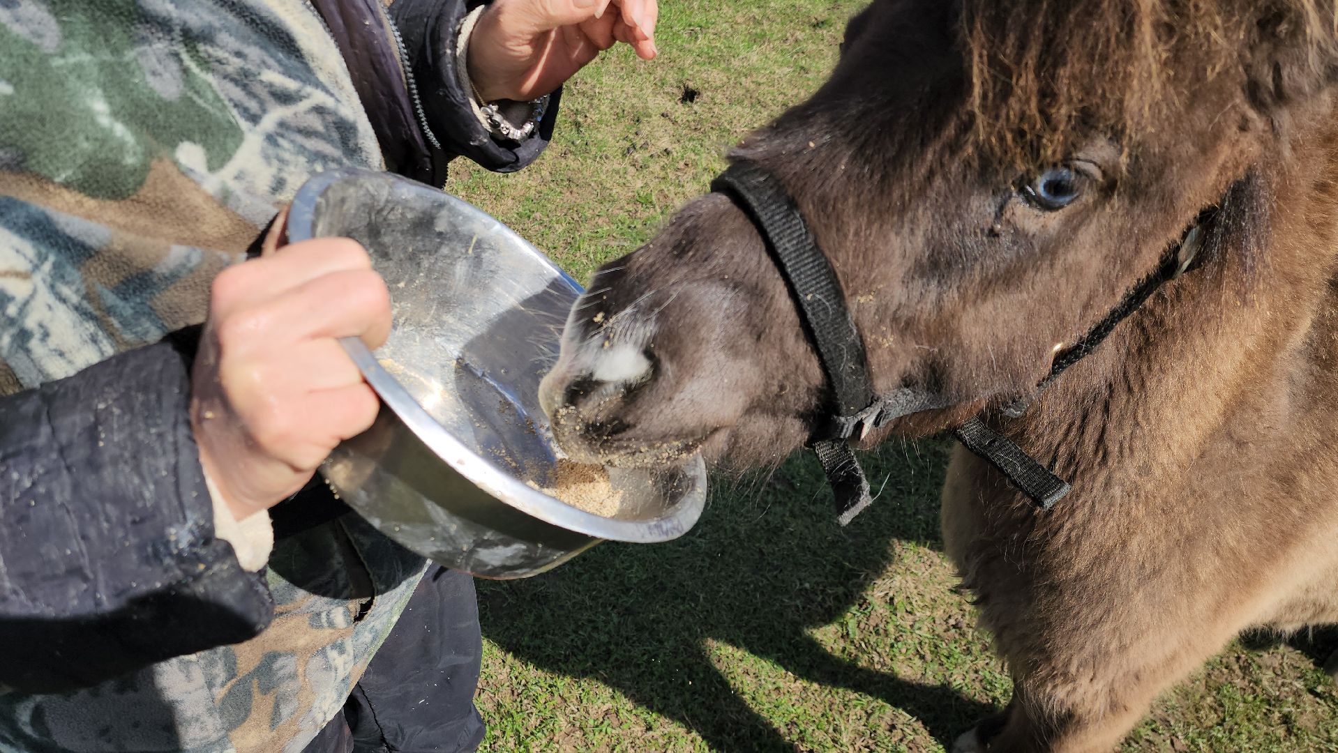 рузская аляска, пони, лошади, руза, рузский городской округ, московская область, подмосковье,