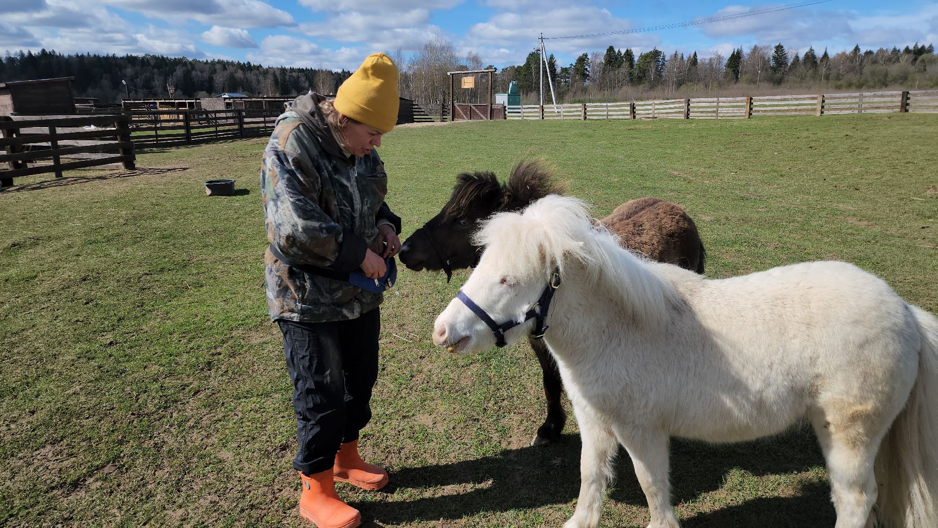 рузская аляска, пони, лошади, руза, рузский городской округ, московская область, подмосковье,