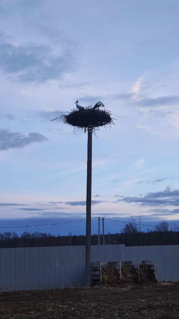 аисты, волоколамск, сельское хозяйство, год семьи, фермеры,