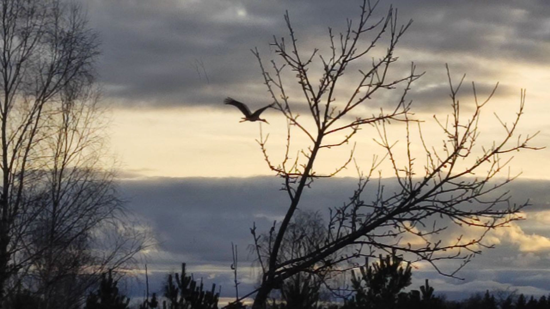 аисты, волоколамск, сельское хозяйство, год семьи, фермеры,