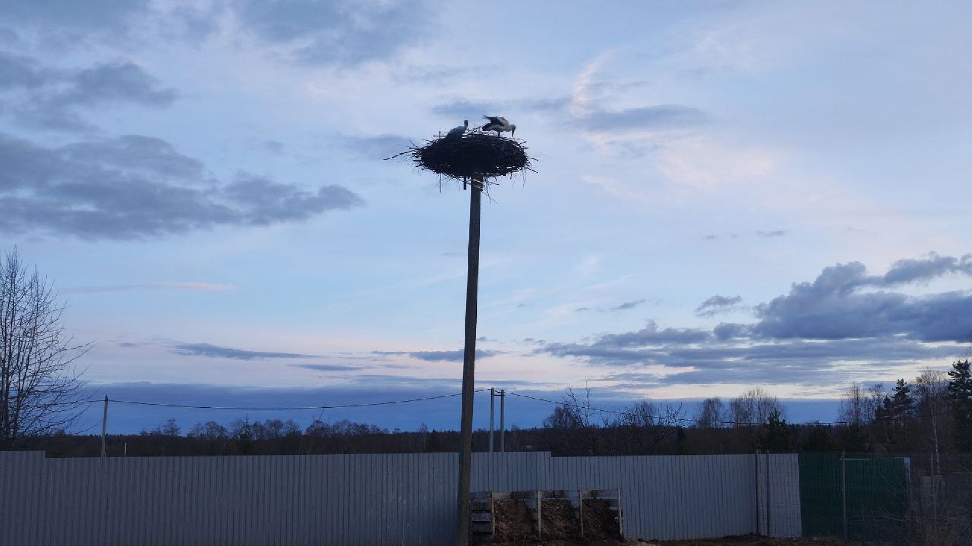 аисты, волоколамск, сельское хозяйство, год семьи, фермеры,