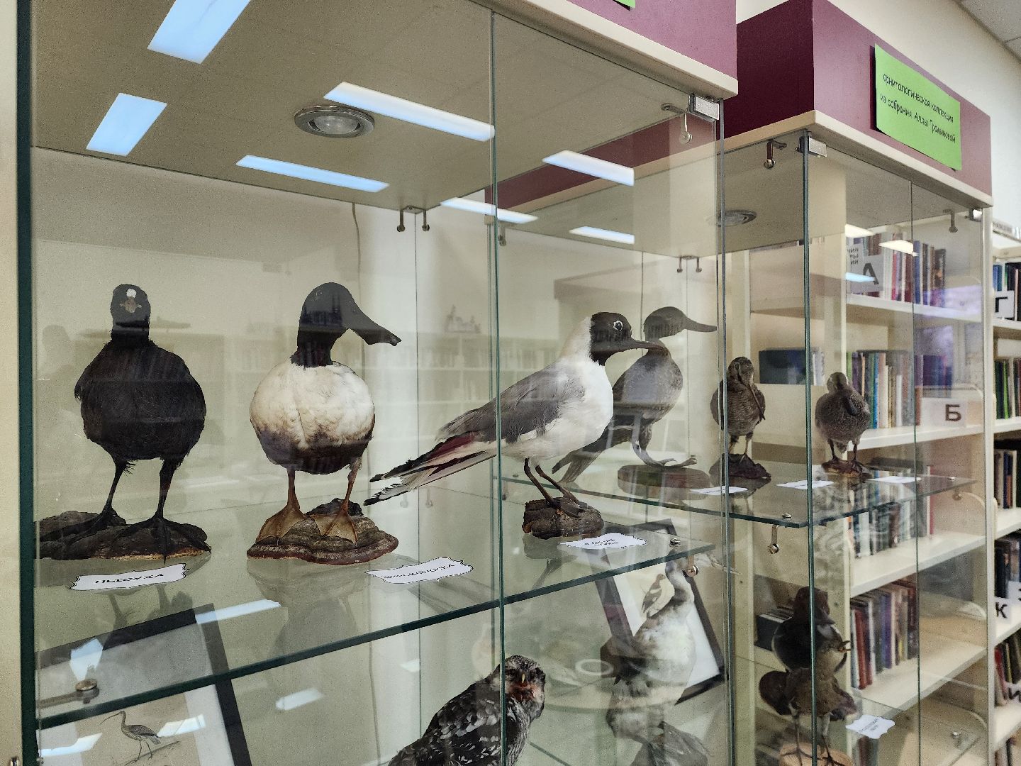 пушкино, экспозиция, экспонаты, мастер-класс, птицы, птицы подмосковья,