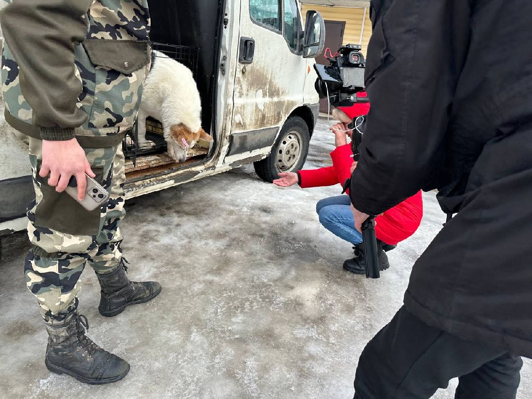 Подмосковье, Домодедово, стерилизация, отлов собак, стерилизация, вакцинация, чипирование,