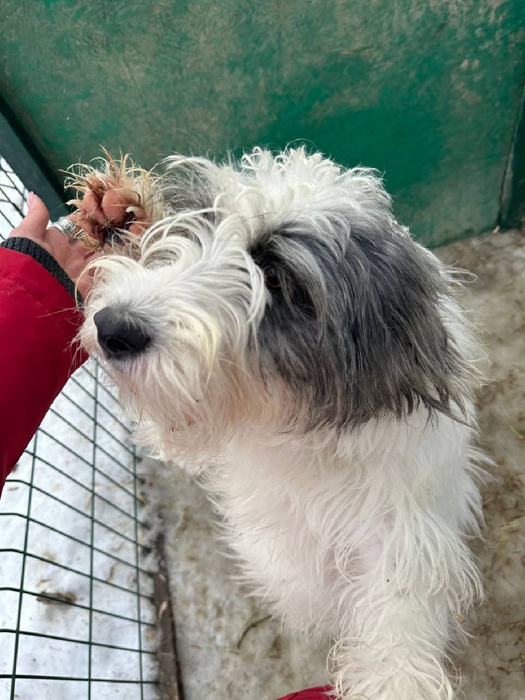 Подмосковье, Домодедово, стерилизация, отлов собак, стерилизация, вакцинация, чипирование,