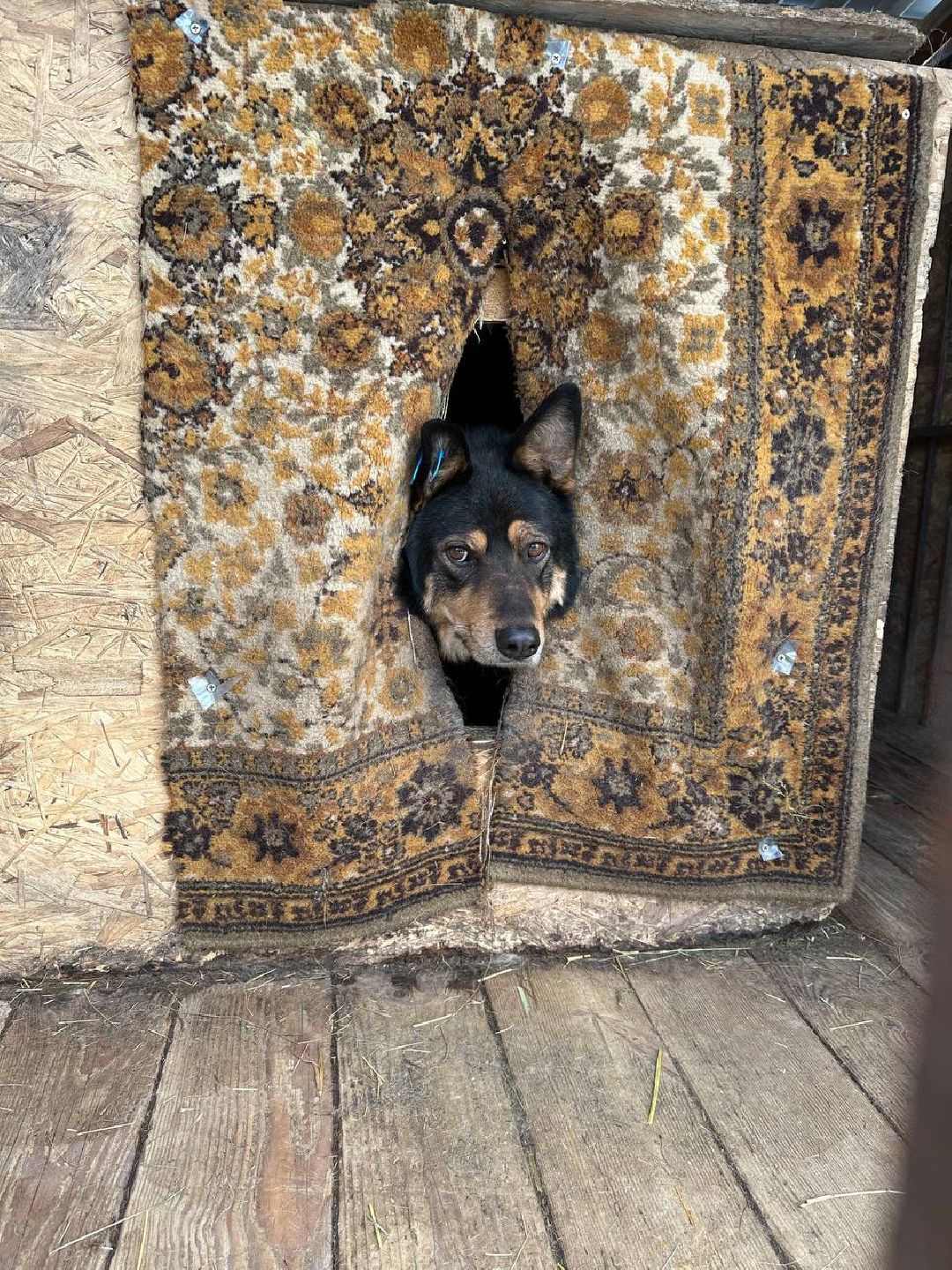 Подмосковье, Домодедово, стерилизация, отлов собак, стерилизация, вакцинация, чипирование,